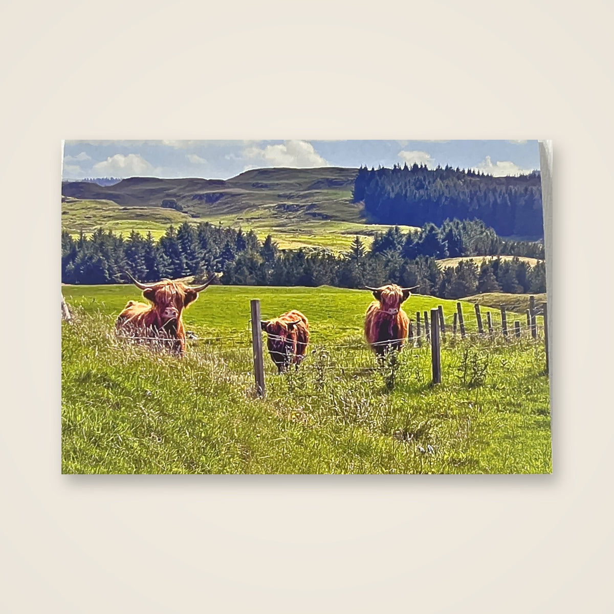 Card – All Occasion (Highland Cows)